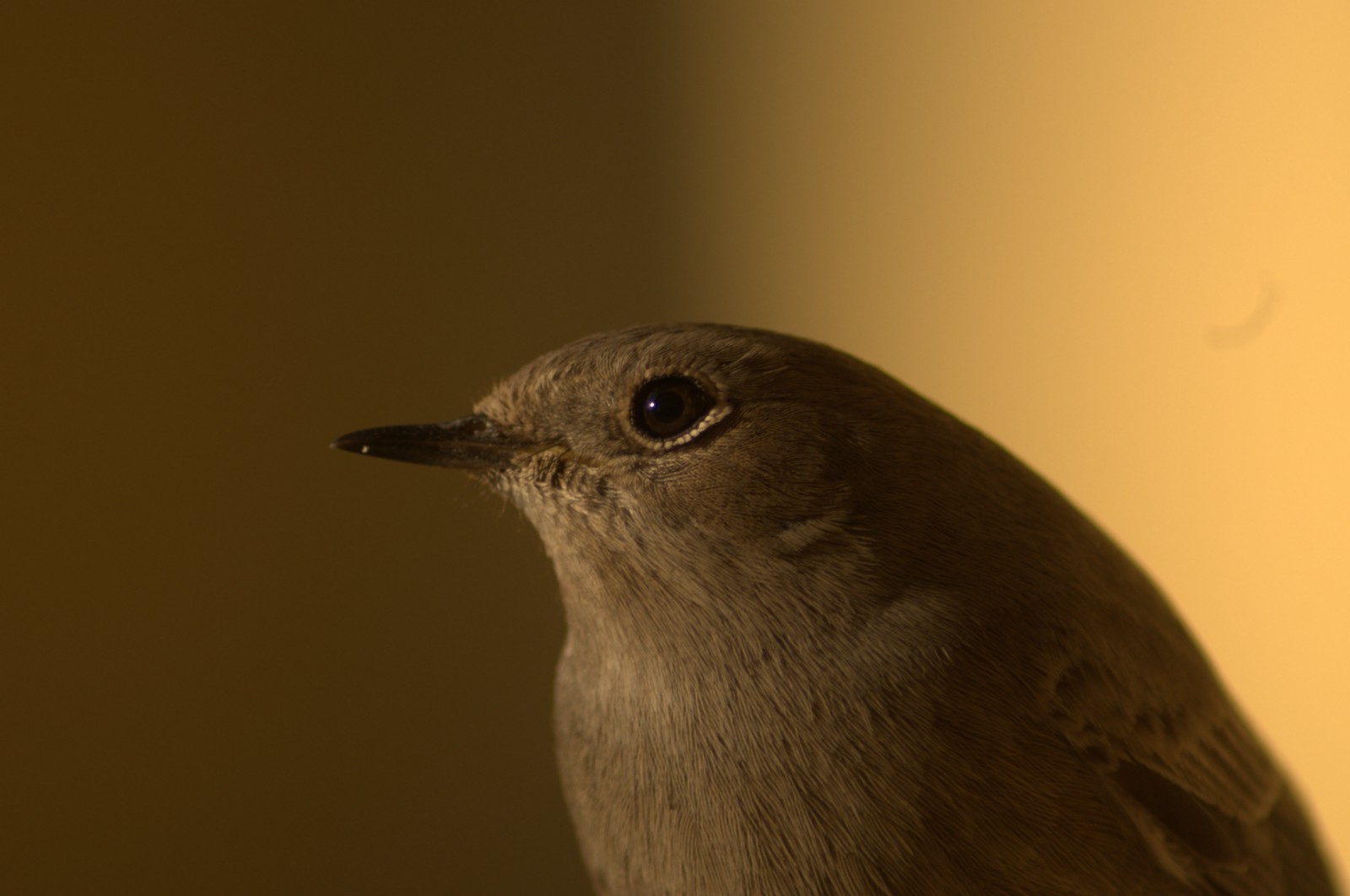 Codirosso sp. f. ...MACRO